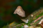 3rd Oct 2017 - Forest Fungi