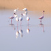 Flamingos by dkbarnett