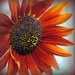 Exploring the Bronze Sunflower by genealogygenie
