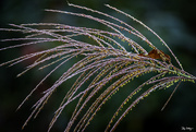 24th Sep 2017 - Miscanthus sinensis ‘Zebrinus’ (Zebra Grass)