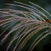 Miscanthus sinensis ‘Zebrinus’ (Zebra Grass) by skipt07