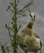 4th Oct 2017 - Egyptian Goose.
