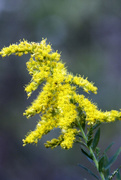 25th Sep 2017 - Solidago (Goldenrod)