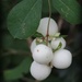 snow white berries by cruiser