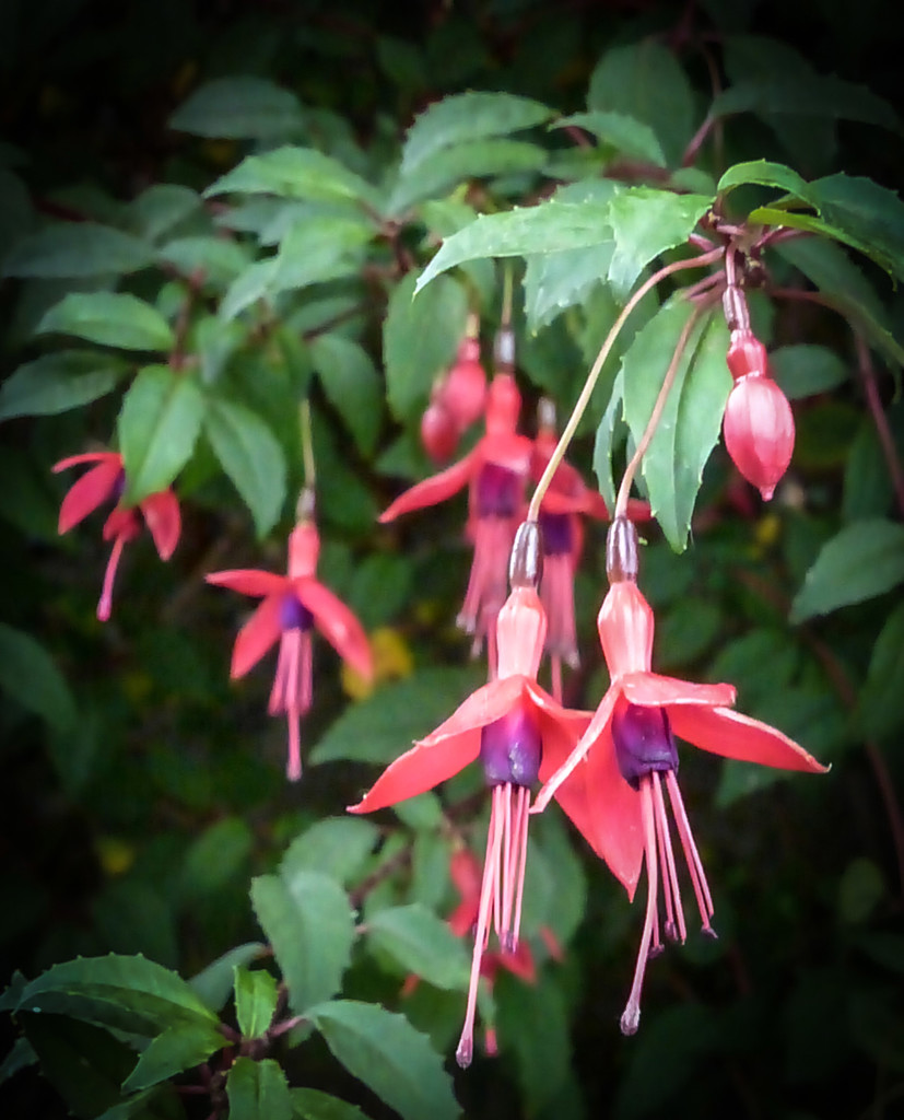 Last of the fuschias by frequentframes