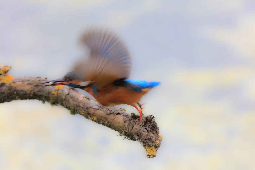Female Kingfisher in flight with snack by padlock