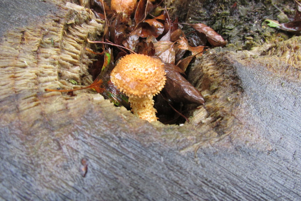 mushroom by anniesue