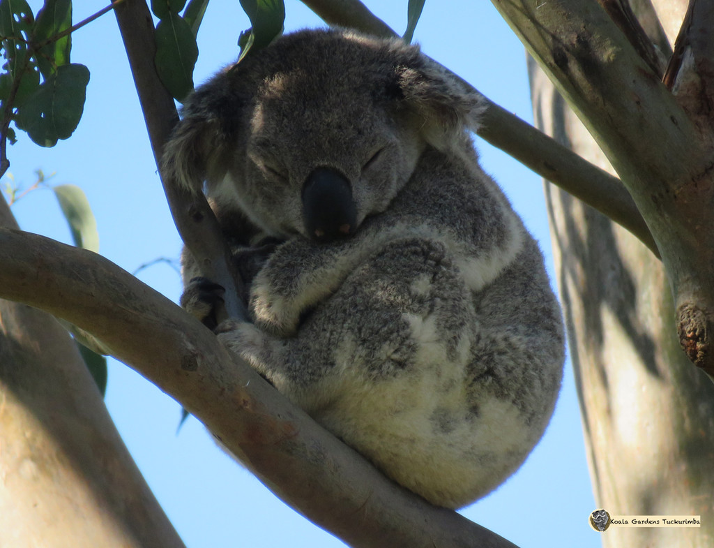 another newbie by koalagardens