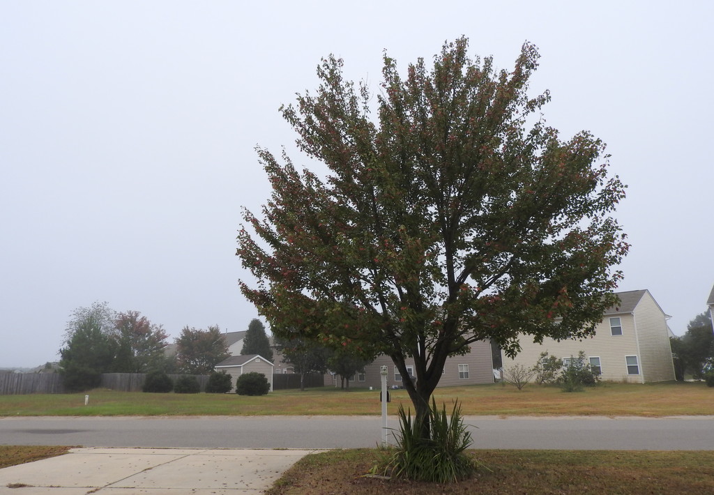 A foggy morning by homeschoolmom