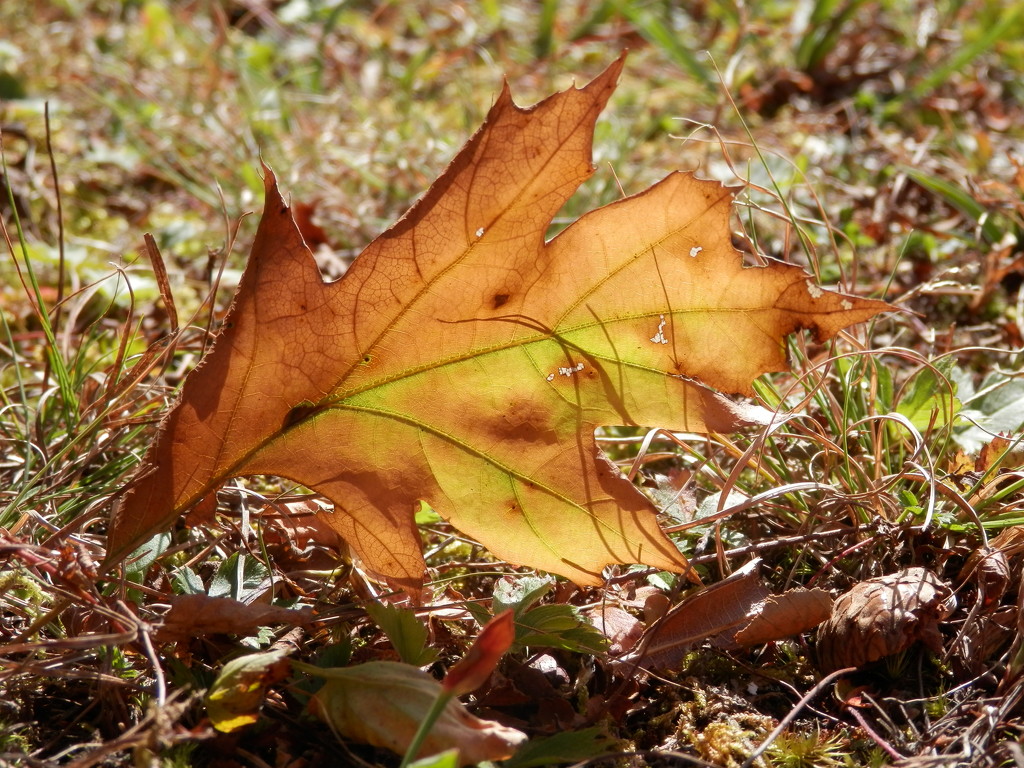 Fall Leaf by julie