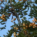 yellow berried rowan by anniesue