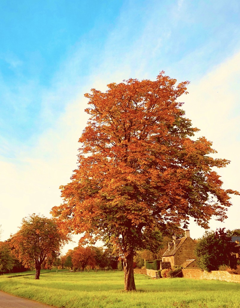 still autumn... by 365projectdrewpdavies