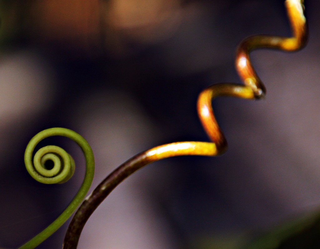 Fibonacci spiral in nature by kiwinanna