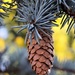 Blue Spruce Cone by sandlily
