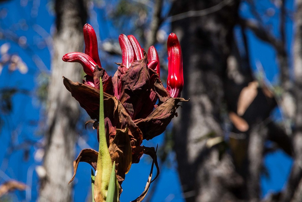 Gymea Lily in bud by pusspup
