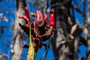 5th Oct 2017 - Gymea Lily in bud