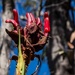 Gymea Lily in bud by pusspup