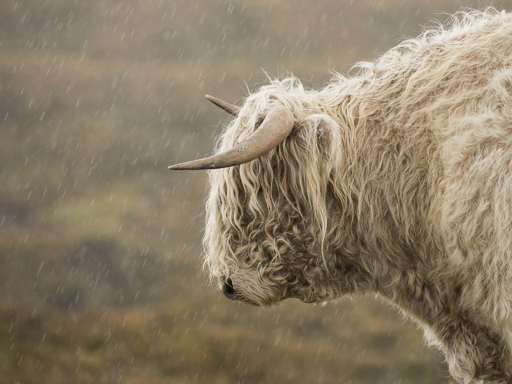 Highland Bull in the Rain by shepherdmanswife