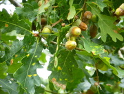 4th Oct 2017 - From acorns mighty oak trees grow....