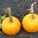 Two Little Pumpkins  by jo38