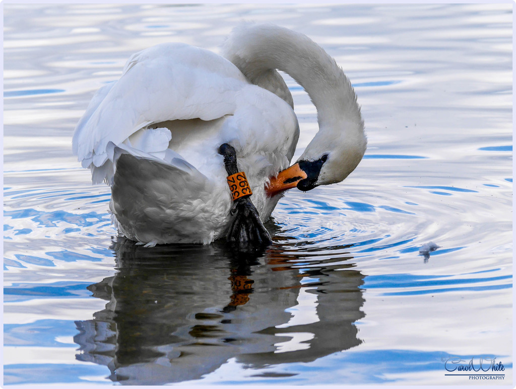Preening Swan by carolmw