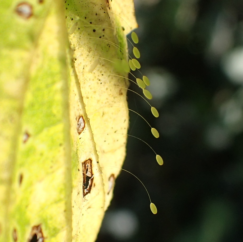 Lacewing Eggs by cjwhite