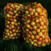276 - Cider Apple Harvest by bob65