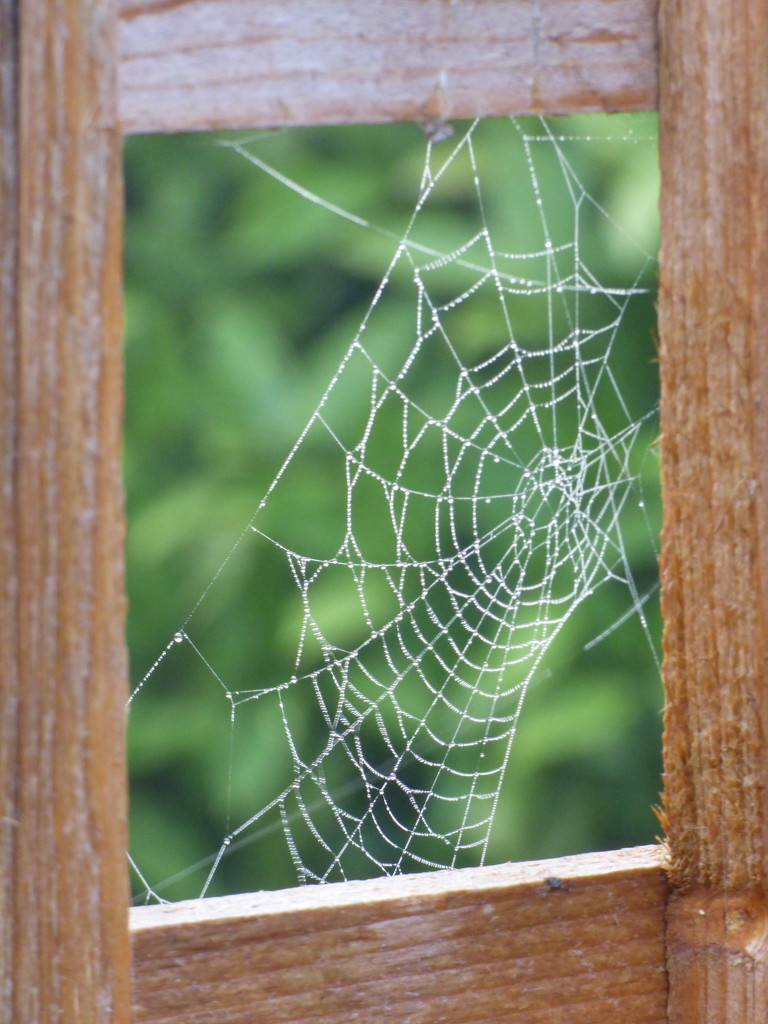 A cobweb on the garden fence  by beryl