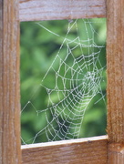 5th Oct 2017 - A cobweb on the garden fence 