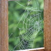 A cobweb on the garden fence  by beryl