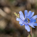 Chicory with Bee by rminer