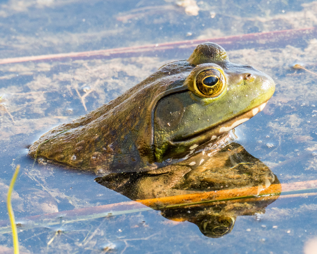 Frog Profile with Reflection by rminer