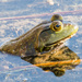 Frog Profile with Reflection by rminer