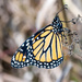 Monarch Butterfly by rminer