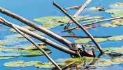 4th Oct 2017 - Two Turtles on a branch by lily pads