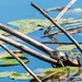 Two Turtles on a branch by lily pads by rminer