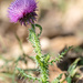 Thistle Portrait by rminer
