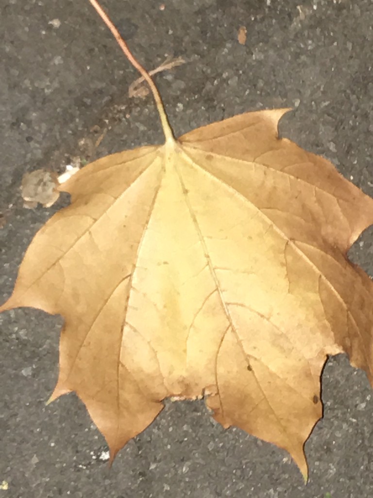 Autumn Leaf by cataylor41