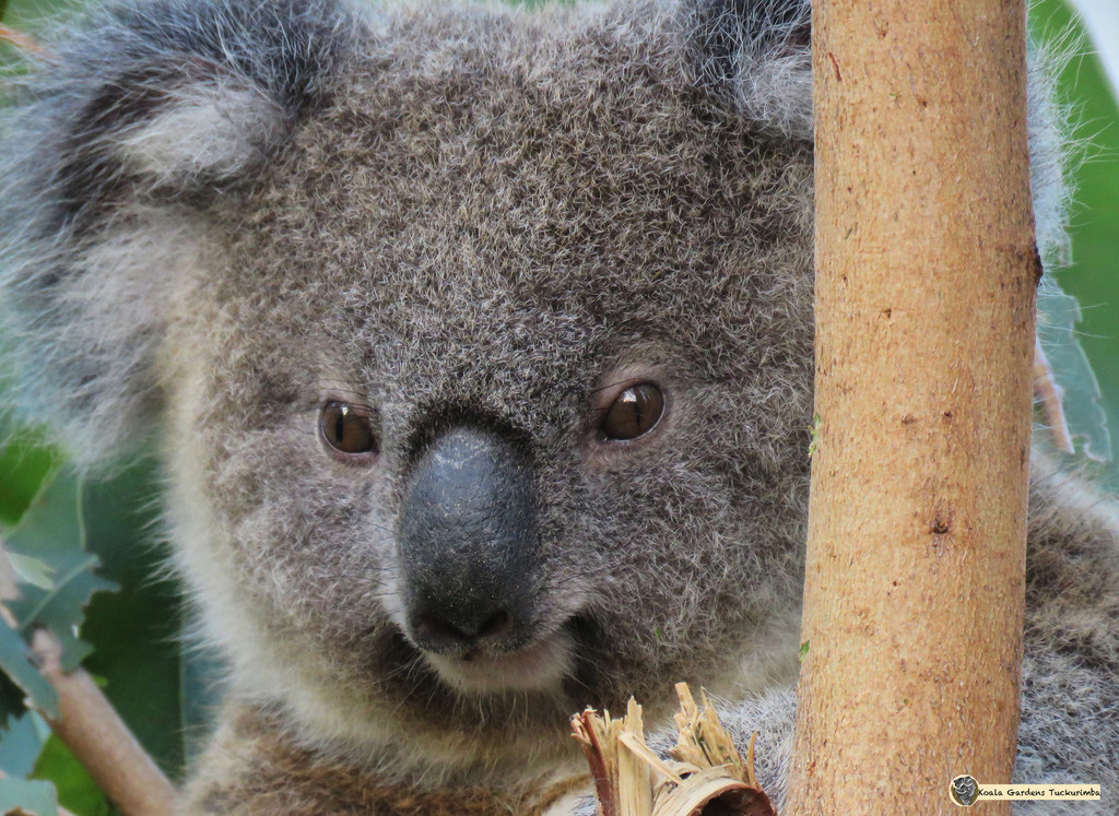 doll face by koalagardens