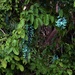 Blue Jade Vine ~ by happysnaps