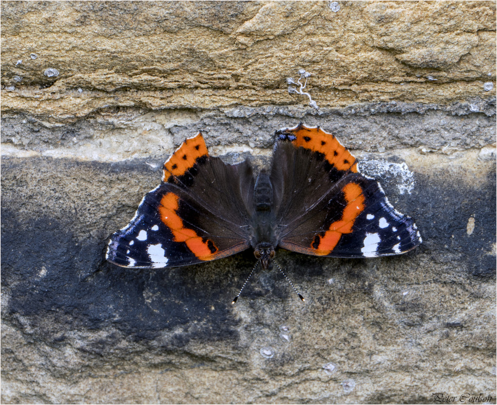 Battered Red Admiral  by pcoulson