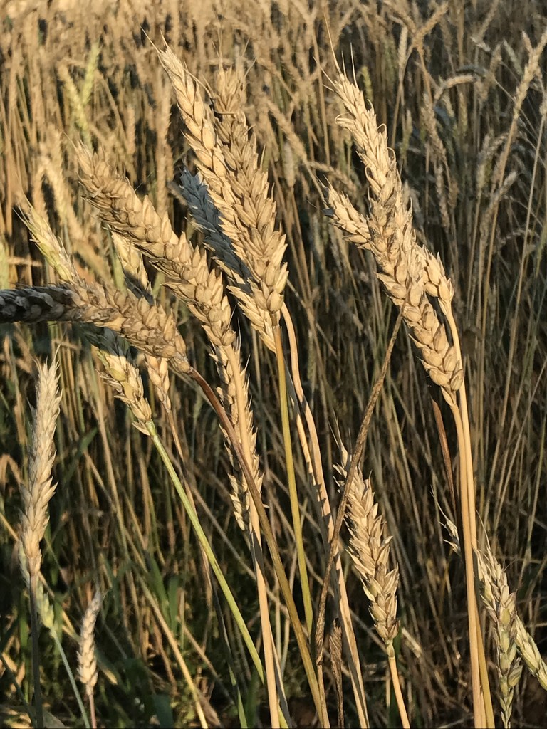 Wheat by beckyk365