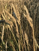 21st Aug 2017 - Wheat