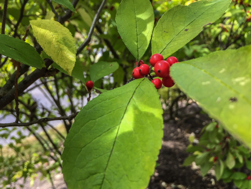Winter Berries by loweygrace