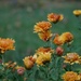 Chrysanthemum by tunia