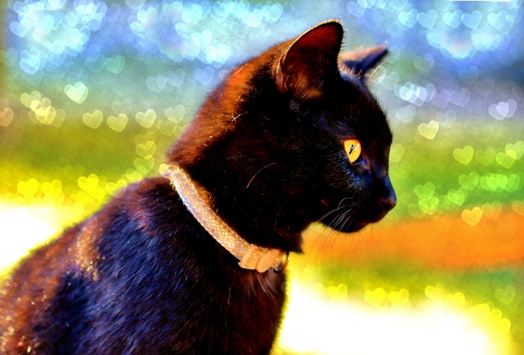 Love Our Black Kitty, Kizz by lynnz