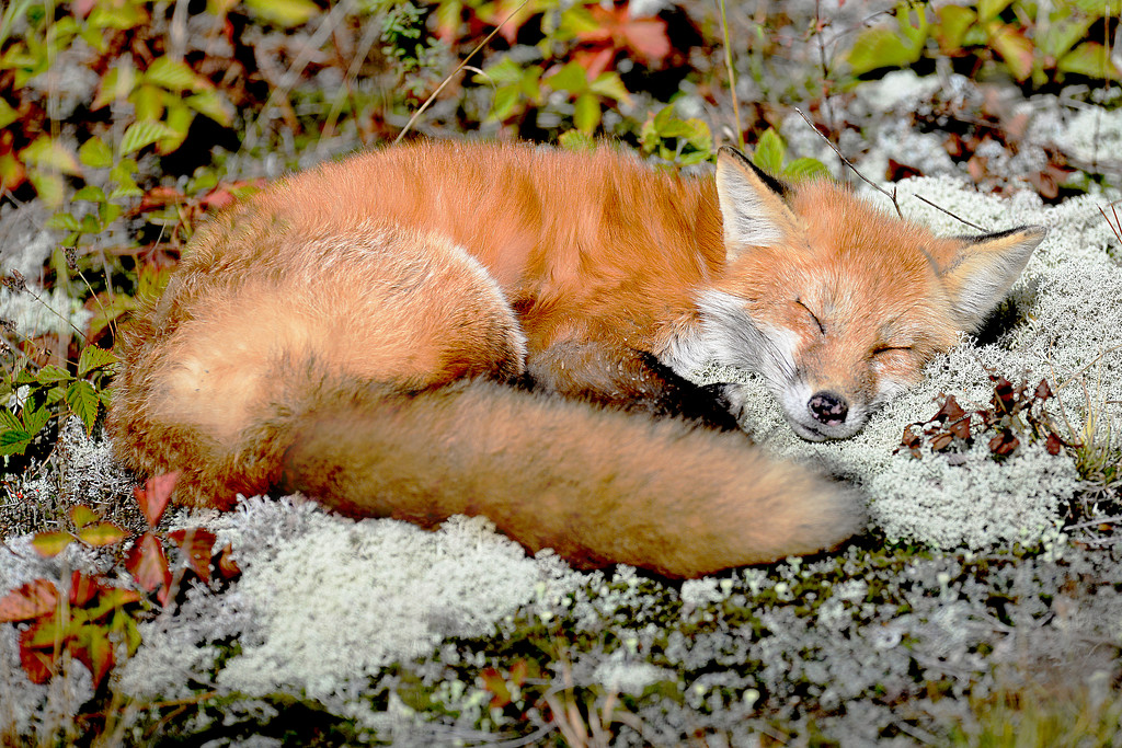 Sleepy little fox! by fayefaye