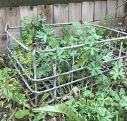 4th Oct 2017 - Crate of weeds....