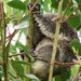soggy face by koalagardens