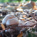  Fungi, web and bokeh by 365anne